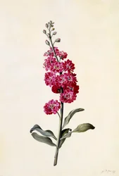 Stock, Matthiola incana, ca. 1746